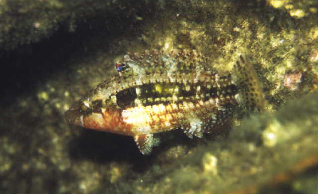 Oxycheilinus bimaculatus